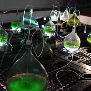 Several glass vessels are filled with a green liquid, supposed to be spirulina. 